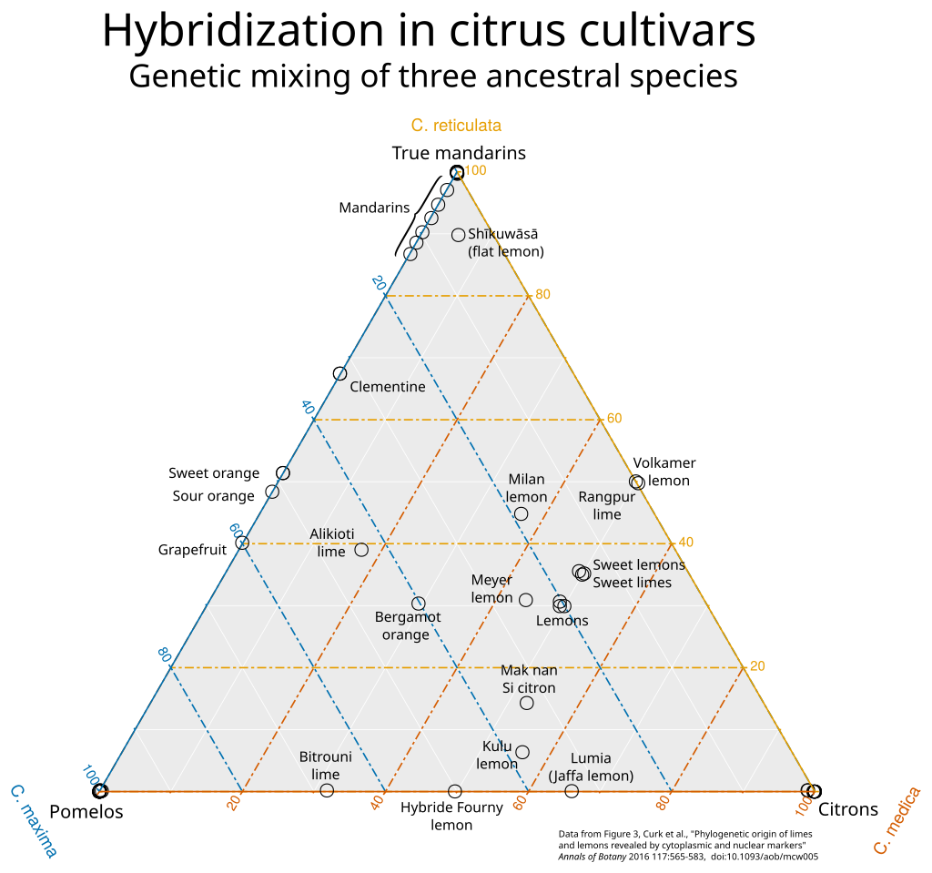 A ternary diagram of citrus fruit ancestry